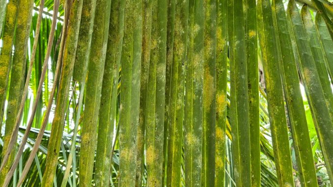 LINE_ALBUM_ติดตามศัตรูพืชมะพร้าว_250807_21