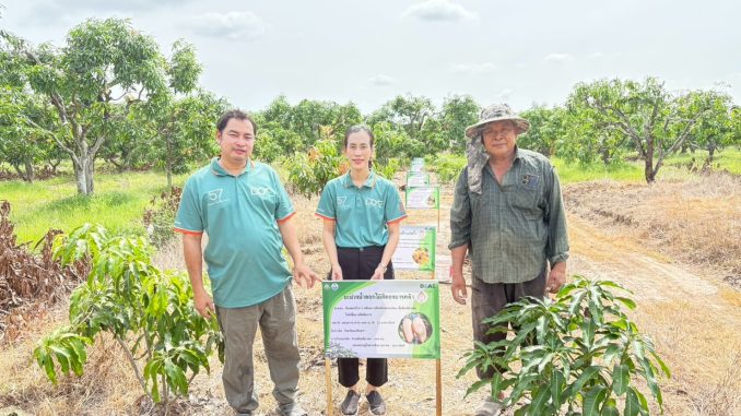 LINE_ALBUM_ปลูกมะม่วง-10-สายพันธุ์-สวนน้าสมศักดิ์-60_250806_22