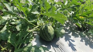 ศพก_7.+ปย.264_210204