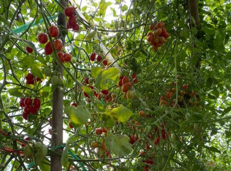 KM ผญ_17.เพย_๒๑๐๒๑๕