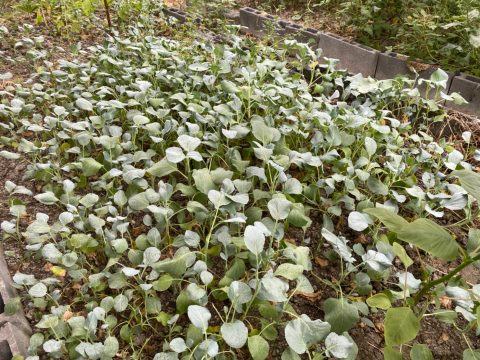 KM ผักปลอดภัย_210407_2