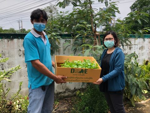 แจกกล้าผักสวนครัว_210506