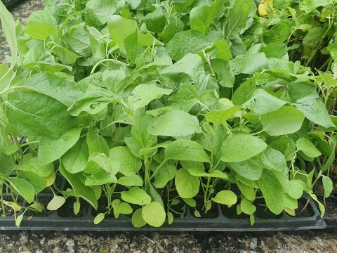 แจกกล้าผักสวนครัว_210506_3