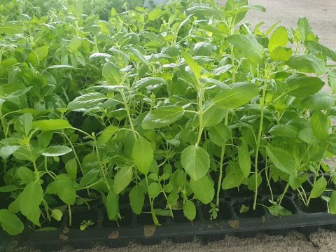 แจกกล้าผักสวนครัว_210506_4