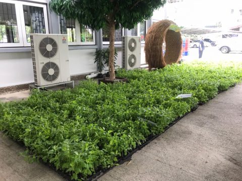 แจกกล้าผักสวนครัว_210506_7