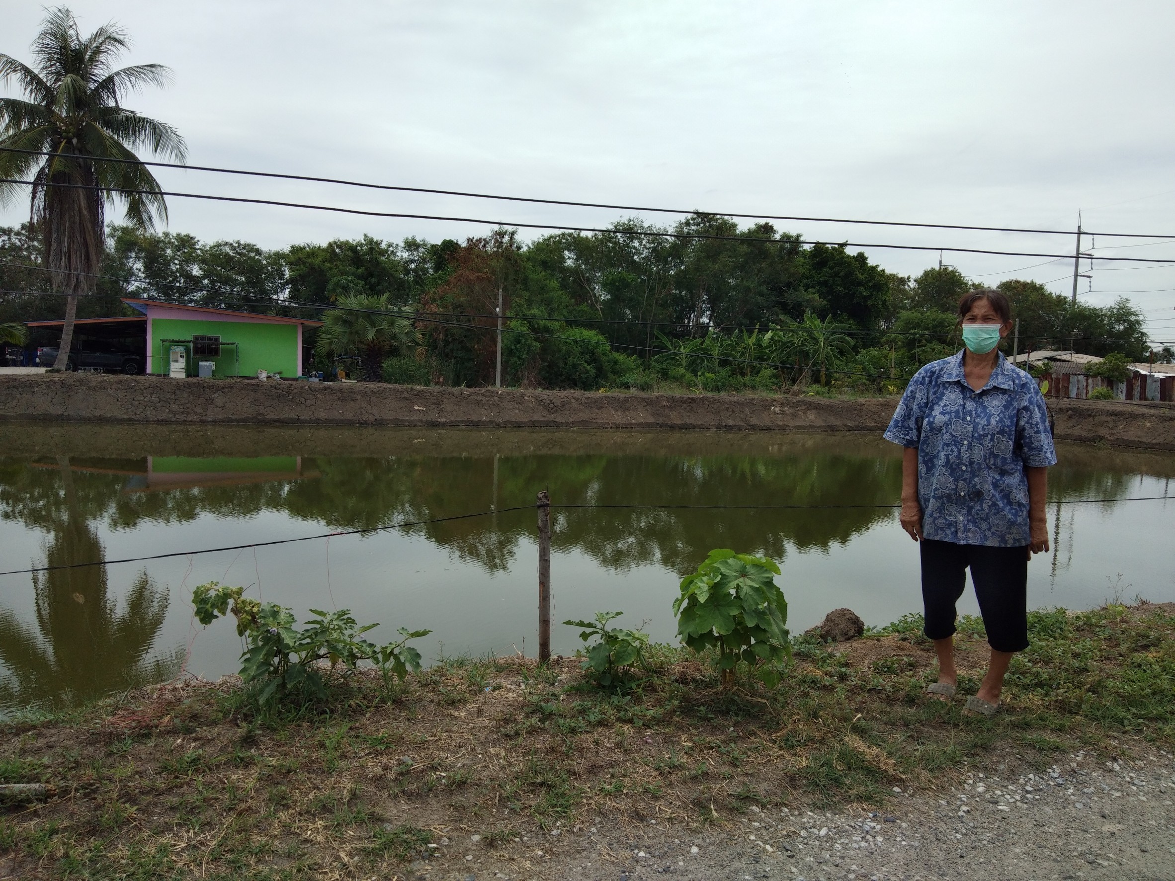 ติดตามกล้าพันธุ์พืชผักตามโครงการผลิตพืชพันธุ์ดี – สำนักงานเกษตรอำเภอบางปะกง