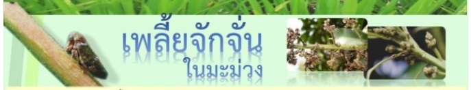 เพลี้ยจักจั่นในมะม่วง