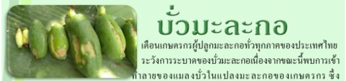 บั่วมะละกอ