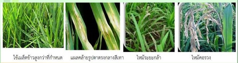 โรคไหม้ข้าว