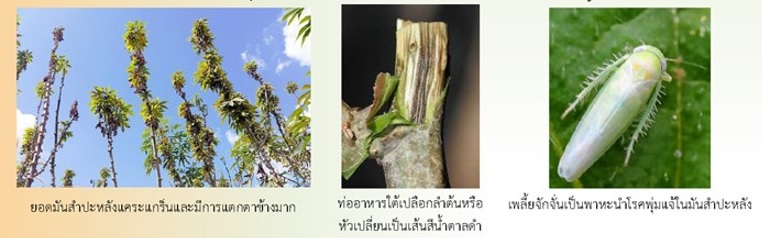 โรคพุ่มแจ้