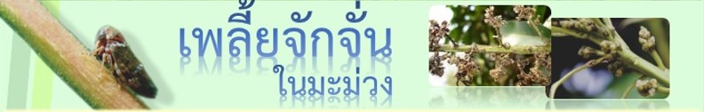 เพลี้ยจักจั่นในมะม่วง
