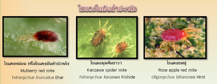 ไรแดงในมันสำปะหลัง