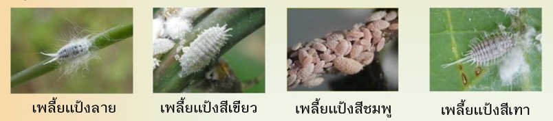 เพลี้ยแป้งมันสำปะหลัง