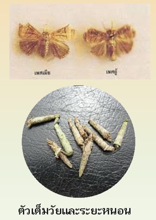หนอนปลอกเล็ก