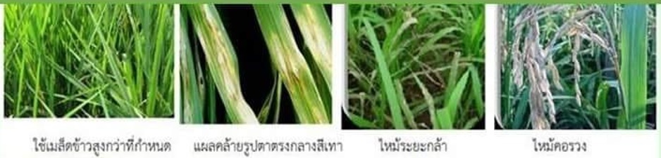 โรคไหม้ข้าว