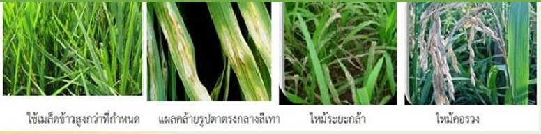 โรคไหม้ข้าว