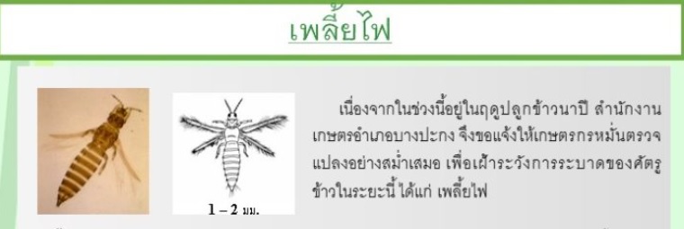 เพลี้ยไฟ