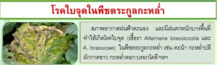 โรคใบจุดในพืชตระกูลกะหล่ำ