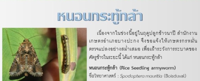 หนอนกระทู้กล้า