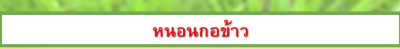 หนอนกอข้าว