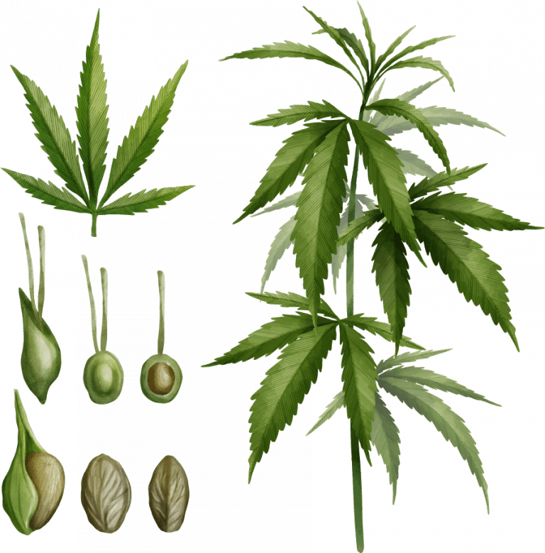 Cannabis