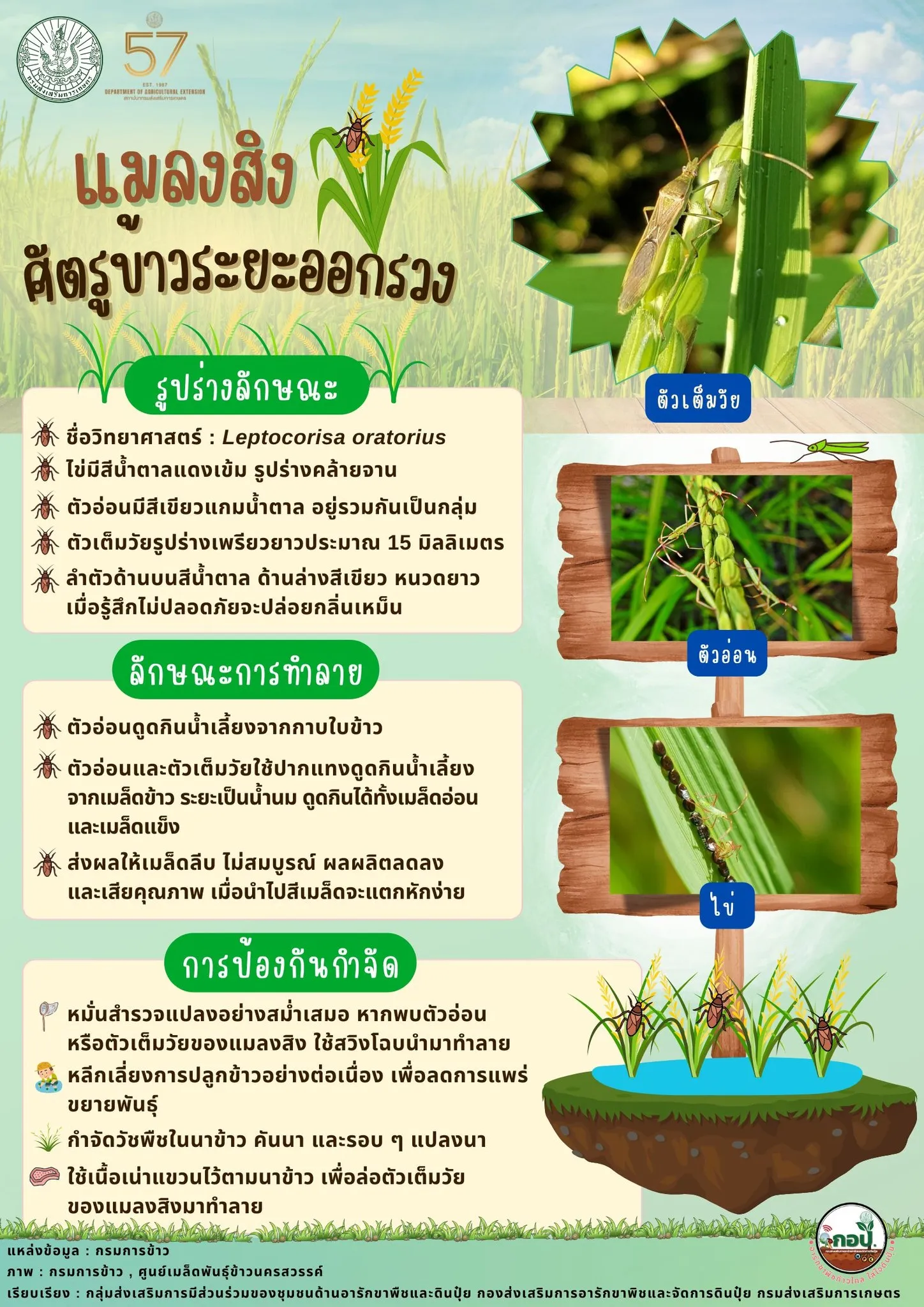 แมลงสิง