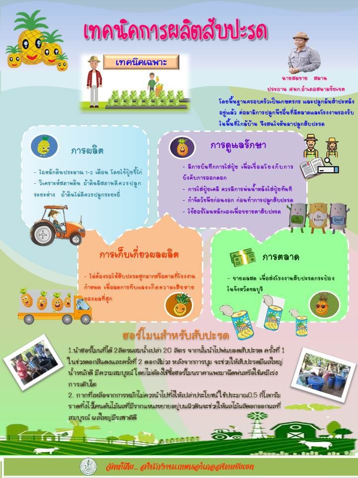 IFGP สับปะรด สมชาย