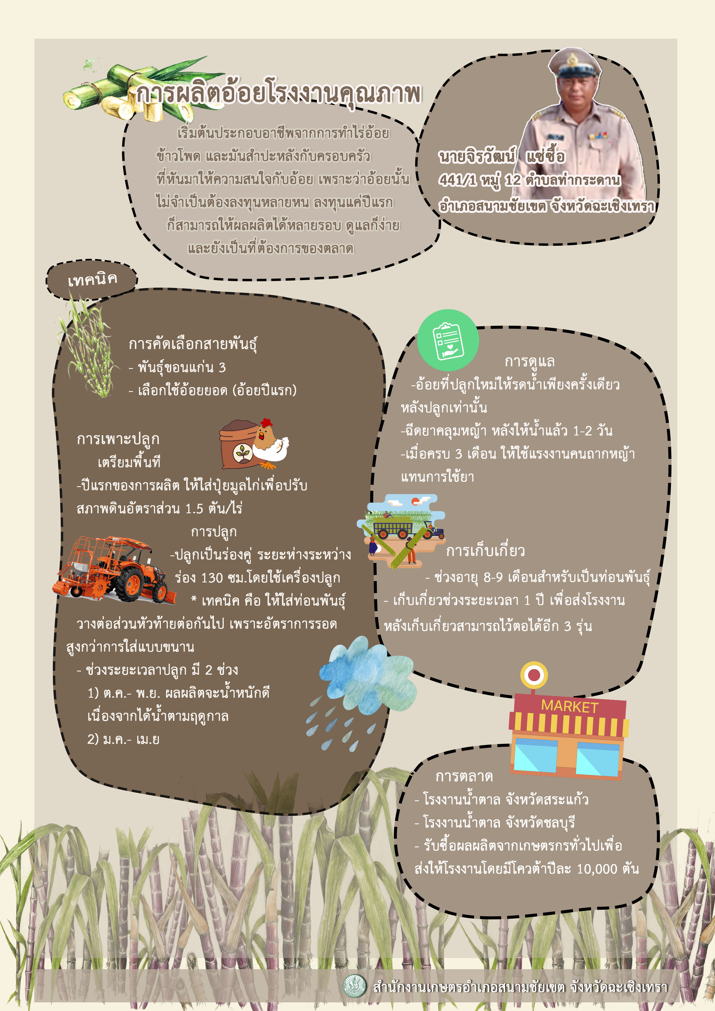 sugarcane